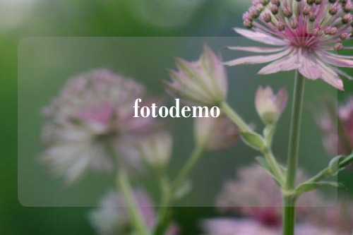 fotodemo